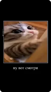 🌟 emoji Комару пак :: @romkichh Telegram sticker 19 of 28