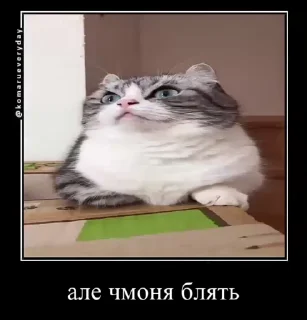 🗿 emoji Комарекэ👄 Telegram sticker 19 of 120