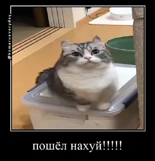 🖕 emoji Комарекэ👄 Telegram sticker 18 of 120