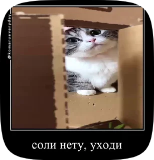 Sticker from Комару