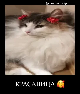 Sticker from Комарекэ👄