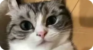 💥 emoji Комарекэ👄 Telegram sticker 10 of 120