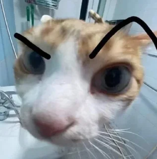 Sticker from котята🥰