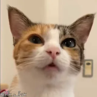 😸 emoji Еще стикеры - @The_Packo Telegram sticker 11 of 120
