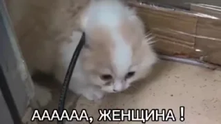 Sticker from Сохра видео
