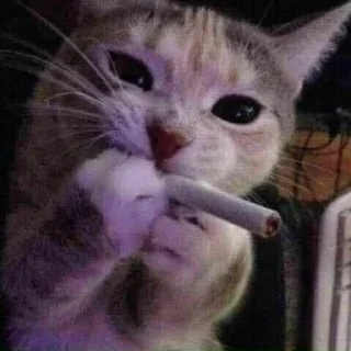 😾 emoji Хуєта але моя Telegram sticker 16 of 64