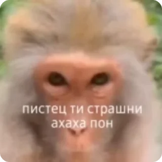 Sticker from чо блен