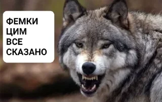 Sticker from Вовки