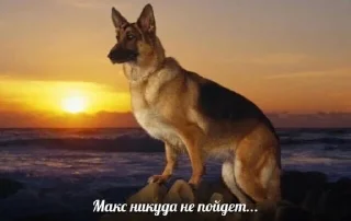 👎 emoji макс бля, иди нахуй реально Telegram sticker 8 of 18