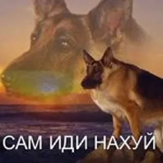 👎 emoji макс бля, иди нахуй реально Telegram sticker 6 of 18