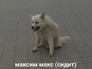 👎 emoji макс бля, иди нахуй реально Telegram sticker 14 of 18