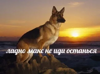 👎 emoji макс бля, иди нахуй реально Telegram sticker 18 of 18