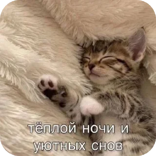 Sticker from meow by @Maslenka1911