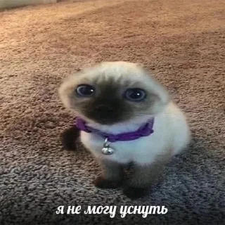 😪 emoji мяу мяу Telegram sticker 12 of 50