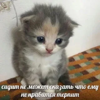 😟 emoji мяу мяу Telegram sticker 18 of 50