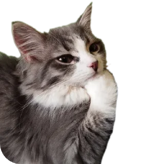 Sticker from Киты