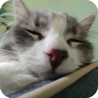 Sticker from Киты