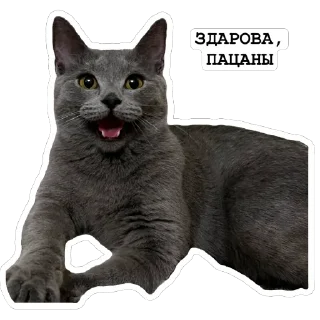 Sticker from Киты