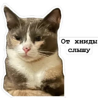 Sticker from Киты