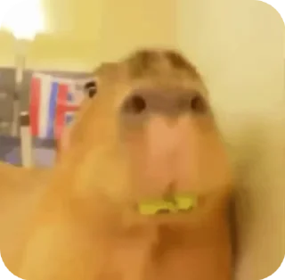 Sticker from Capybara228