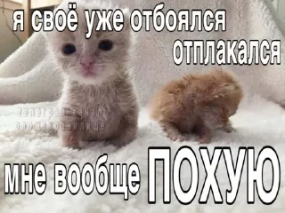 🌟 emoji пони вирус Telegram sticker 24 of 32