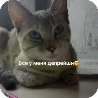 🐱 emoji СОНЯЧКА НО БЕЗ МАСИКА🤩 @Shrifty_textbot Telegram sticker 6 of 25