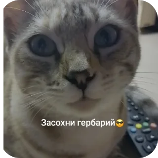 🐱 emoji СОНЯЧКА НО БЕЗ МАСИКА🤩 @Shrifty_textbot Telegram sticker 4 of 25