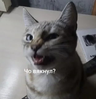⭐️ emoji СОНЯЧКА НО БЕЗ МАСИКА🤩 @Shrifty_textbot Telegram sticker 1 of 25