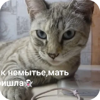 🐱 emoji СОНЯЧКА НО БЕЗ МАСИКА🤩 @Shrifty_textbot Telegram sticker 7 of 25