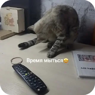 🐱 emoji СОНЯЧКА НО БЕЗ МАСИКА🤩 @Shrifty_textbot Telegram sticker 3 of 25