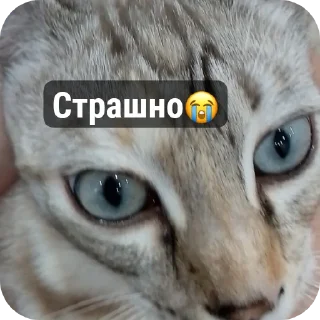 😭 emoji СОНЯЧКА НО БЕЗ МАСИКА🤩 @Shrifty_textbot Telegram sticker 11 of 25
