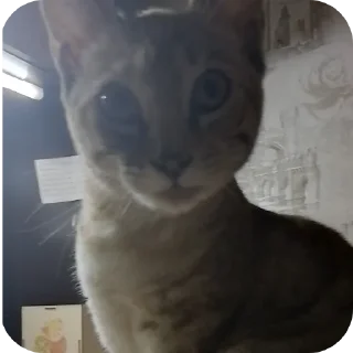 🐱 emoji СОНЯЧКА НО БЕЗ МАСИКА🤩 @Shrifty_textbot Telegram sticker 5 of 25