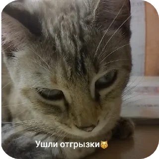 🐱 emoji СОНЯЧКА НО БЕЗ МАСИКА🤩 @Shrifty_textbot Telegram sticker 8 of 25
