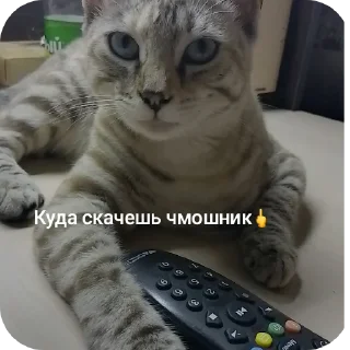🐱 emoji СОНЯЧКА НО БЕЗ МАСИКА🤩 @Shrifty_textbot Telegram sticker 2 of 25