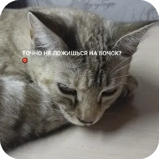 🤘 emoji СОНЯЧКА НО БЕЗ МАСИКА🤩 @Shrifty_textbot Telegram sticker 10 of 25