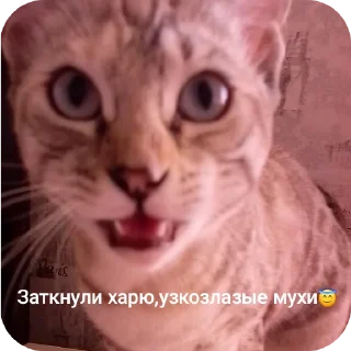 🐱 emoji СОНЯЧКА НО БЕЗ МАСИКА🤩 @Shrifty_textbot Telegram sticker 9 of 25