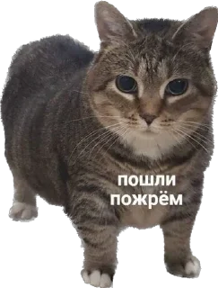 Sticker from Ебанько