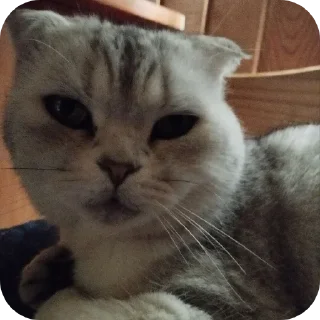 🐱 emoji Котики @The_Pako Telegram sticker 7 of 91