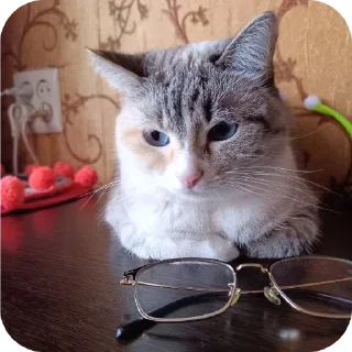 🐱 emoji Котики @The_Pako Telegram sticker 15 of 91