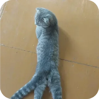 🐱 emoji Котики @The_Pako Telegram sticker 14 of 91
