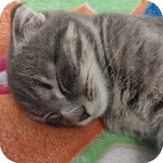 🐱 emoji Котики @The_Pako Telegram sticker 21 of 91
