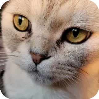 🐱 emoji Котики @The_Pako Telegram sticker 8 of 91