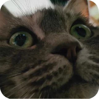 🐱 emoji Котики @The_Pako Telegram sticker 20 of 91