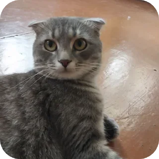 🐱 emoji Котики @The_Pako Telegram sticker 12 of 91
