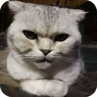 🐱 emoji Котики @The_Pako Telegram sticker 6 of 91