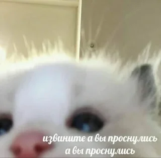 😮‍💨 emoji Бобр..... огромный бобр... Telegram sticker 9 of 13