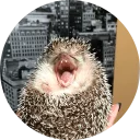 Sticker from 🦔 Hedgehog memes @lennysticker