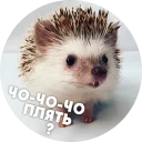 Sticker from 🦔 Hedgehog memes @lennysticker