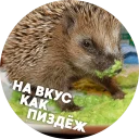 Sticker from 🦔 Hedgehog memes @lennysticker