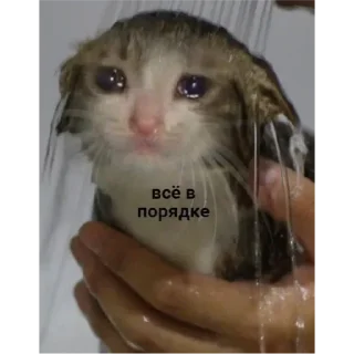 Sticker from котэ
